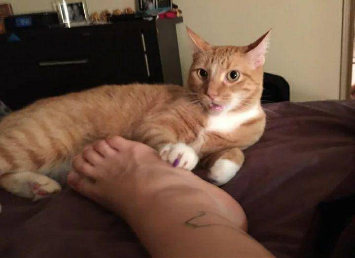 potret lucu kucing oren berkaki putih (reddit.com/jkconno)