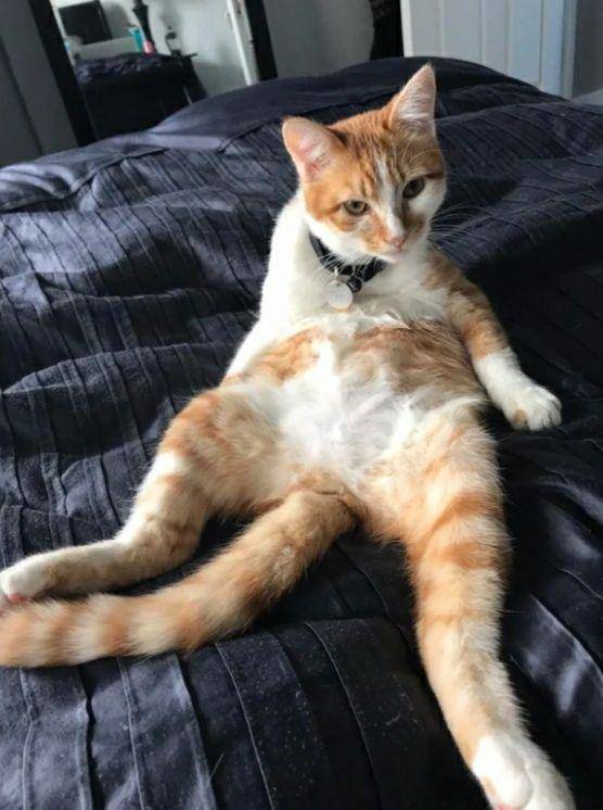 potret lucu kucing oren berkaki putih (reddit.com/Redheadbedhead10)