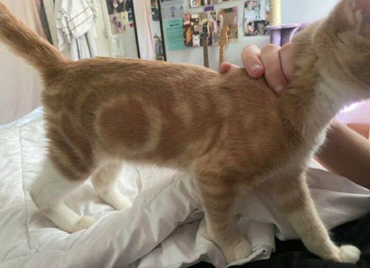 potret lucu kucing putih berkaki oren (reddit.com/gothmikan666)