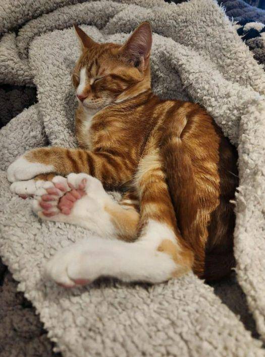 potret lucu kucing oren berkaki putih (reddit.com/porktaster)