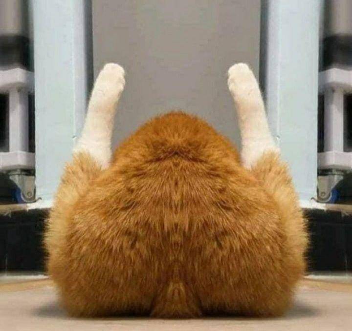 potret lucu kucing oren berkaki putih (instagram.com/disturbingzone)