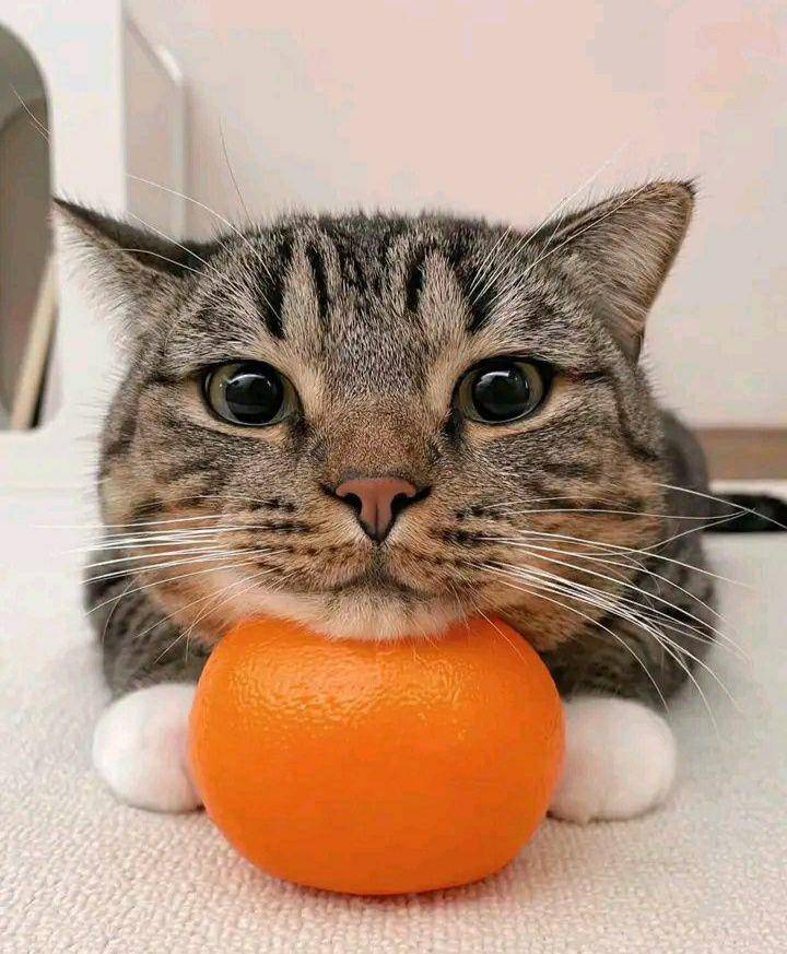 potret lucu kucing dekat jeruk (twitter.com/nocontextscats)