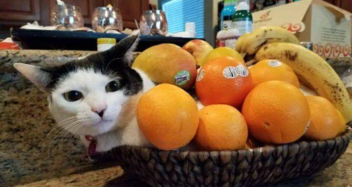 potret lucu kucing dekat jeruk (reddit.com/Conr8743)
