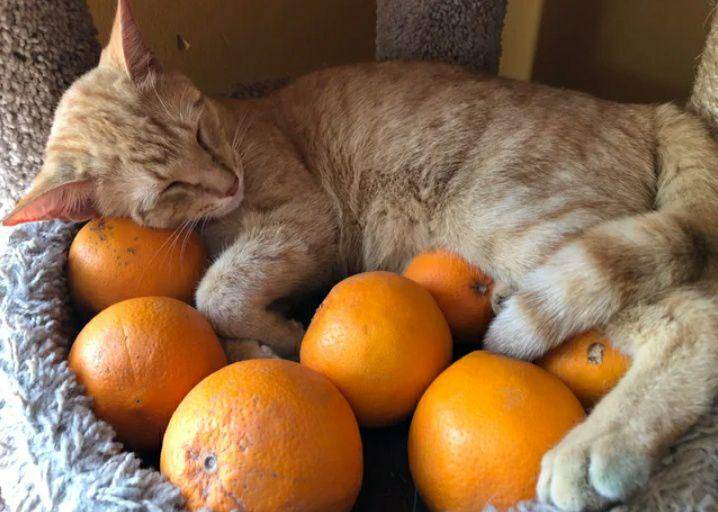 potret lucu kucing dekat jeruk (reddit.com/BecauseImSweet)