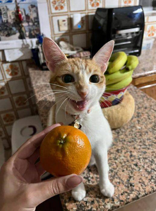 potret lucu kucing dekat jeruk (reddit.com/jennoodlehero)
