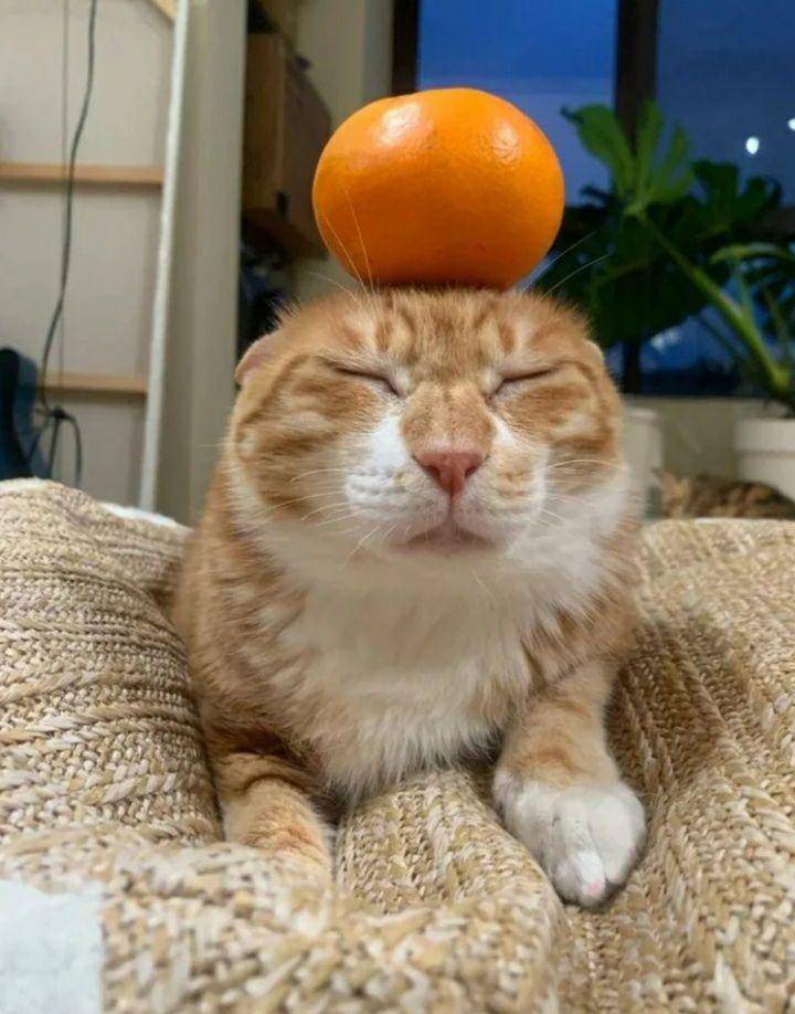 potret lucu kucing dekat jeruk (reddit.com/Kam_Is_Still_Alive)