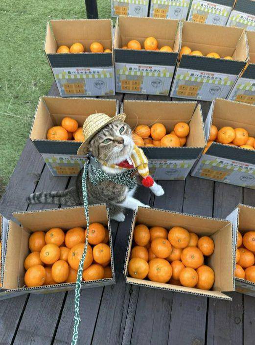 potret lucu kucing dekat jeruk (reddit.com/m33gs)