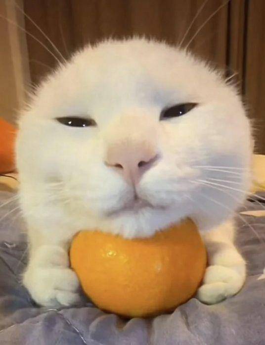 potret lucu kucing dekat jeruk (reddit.com/LoreezyNL)