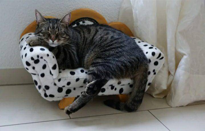 potret kucing bak penguasa rumah (reddit.com/backgroundstory7896)
