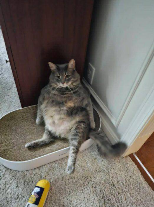 potret kucing bak penguasa rumah (reddit.com/BiteChaFackinCackAff)