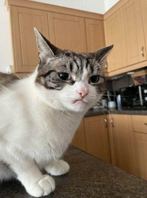 potret kucing bak penguasa rumah (reddit.com/paulinemariex)