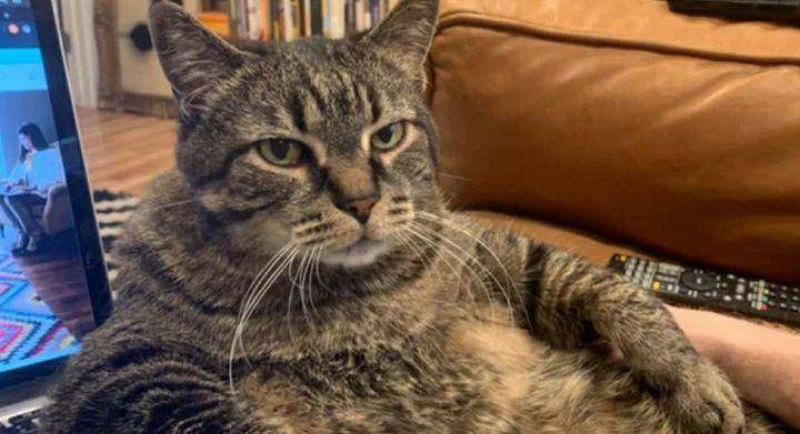 potret kucing bak penguasa rumah (reddit.com/Lasap)