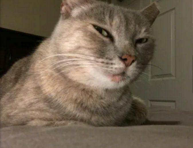 potret kucing bak penguasa rumah (9gag.com/lolitalaurita)