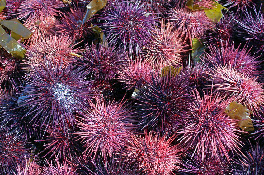sea urchin (pixabay.com/lundernst)