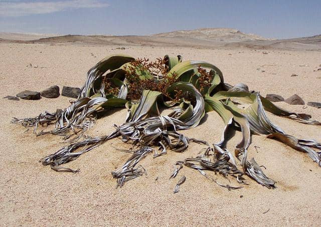 Welwitschia (pixabay.com/Nhelia)