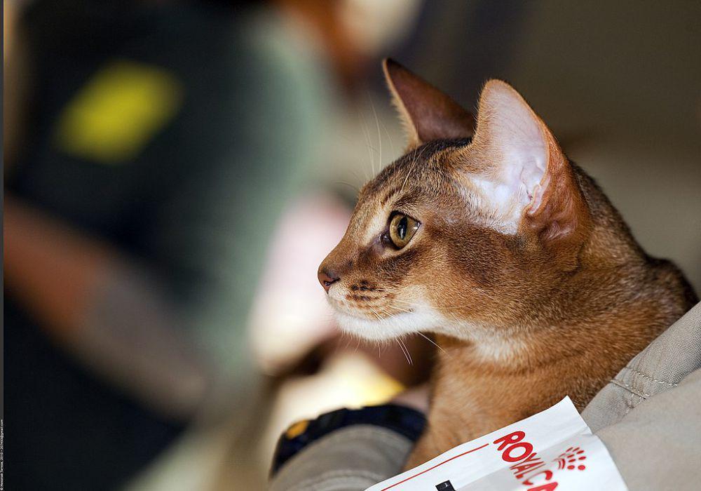 4 Ras Kucing dari Mesir, Sudah Ada Sejak Era Mesir Kuno