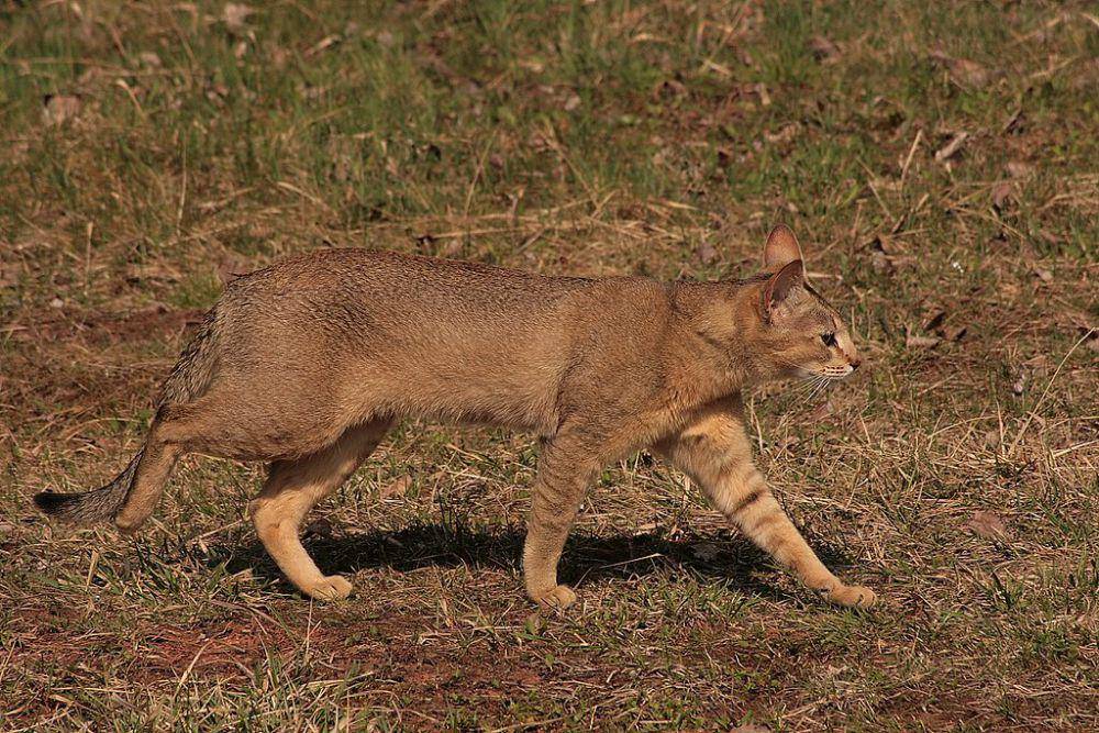 Kucing chausie (commons.wikimedia.org/Wilczakrew)
