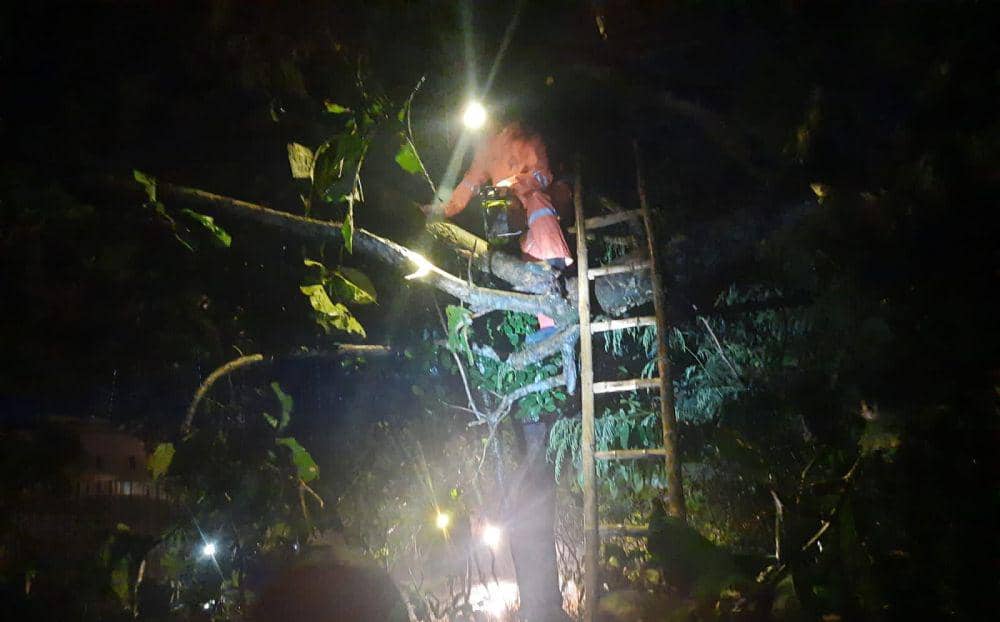 Pohon tumbang di desa Bayem Taman Kecamatan Kartoharjo timpa kabel listrik. IDN Times/ Istimewa