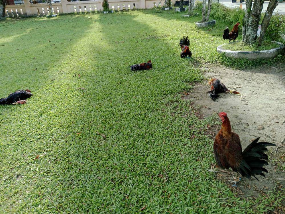 Beberapa ekor ayam yang disita saat penggerebekan judi sambung ayam di Jayapura.(IDN Times/Istimewa)