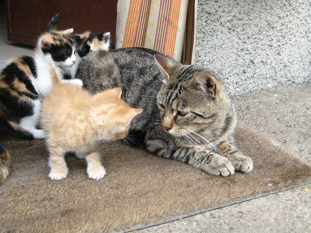 ilustrasi ayah kucing dan anak kucing (wikimedia.org/Broc)