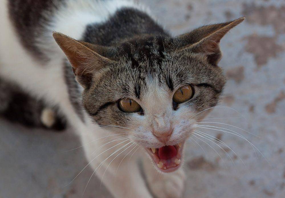 ilustrasi kucing galak (wikimedia.org/James Arup Photography)