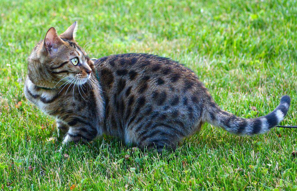 ilustrasi kucing bengal (wikimedia.org/Rosana Prada)