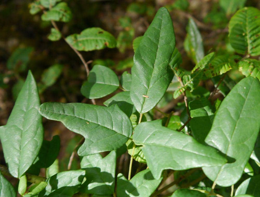 Boquila (commons.m.wikimedia.org/Hecor Montero)