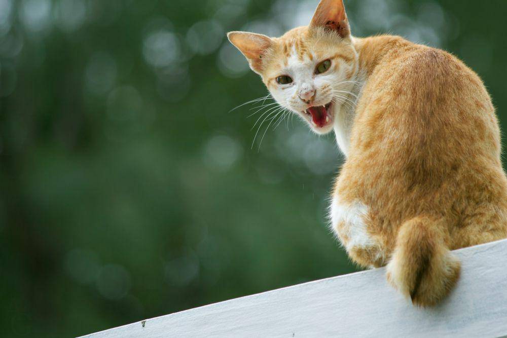 ilustrasi kucing galak (unsplash.com/Alex Greenberg)