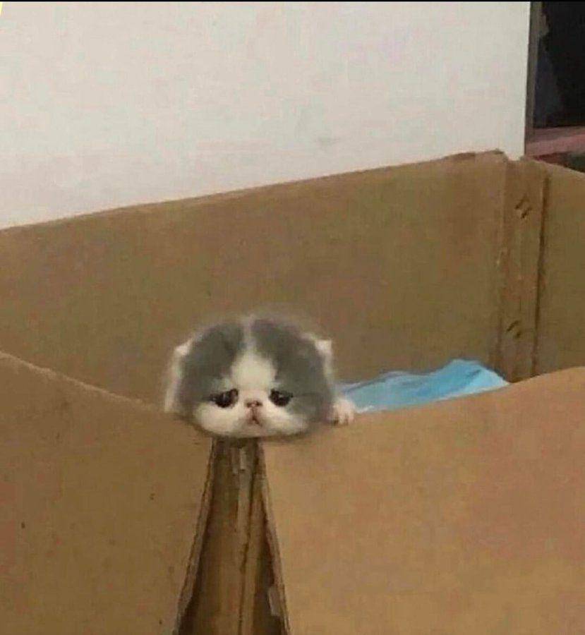 potret kepala kucing nongol di kardus (twitter.com/Catsillyness)