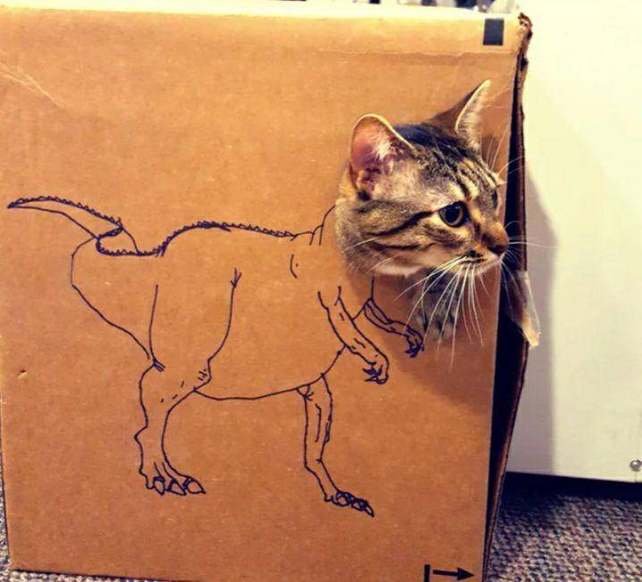 potret kepala kucing nongol di kardus (reddit.com/second2no1)
