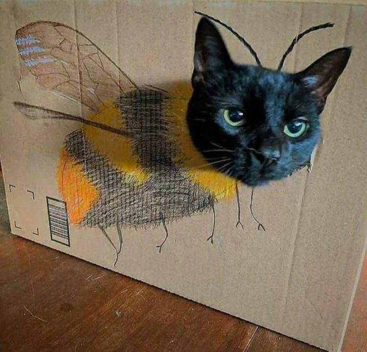 potret kepala kucing nongol di kardus (reddit.com/CharlieAndArtemis)