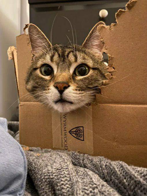 potret kepala kucing nongol di kardus (reddit.com/kylastingrae)