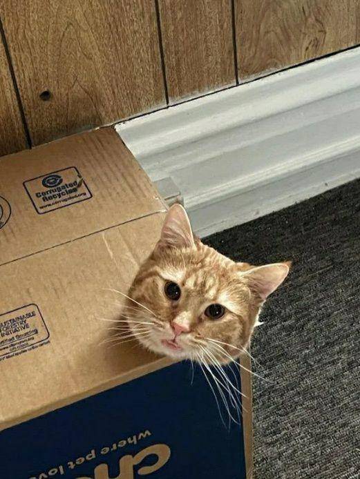 potret kepala kucing nongol di kardus (reddit.com/Kahstrix)