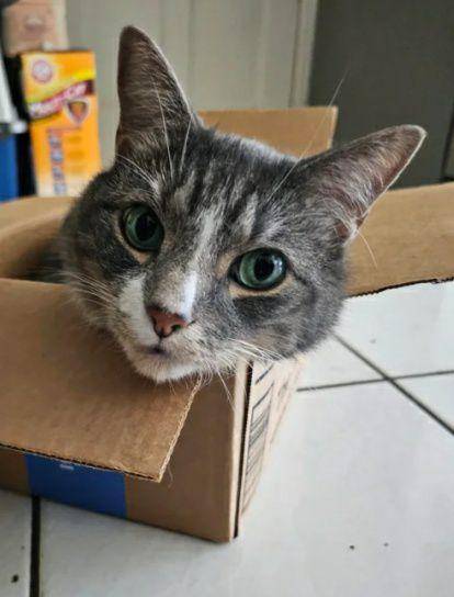 potret kepala kucing nongol di kardus (reddit.com/Significant_Dream_38)