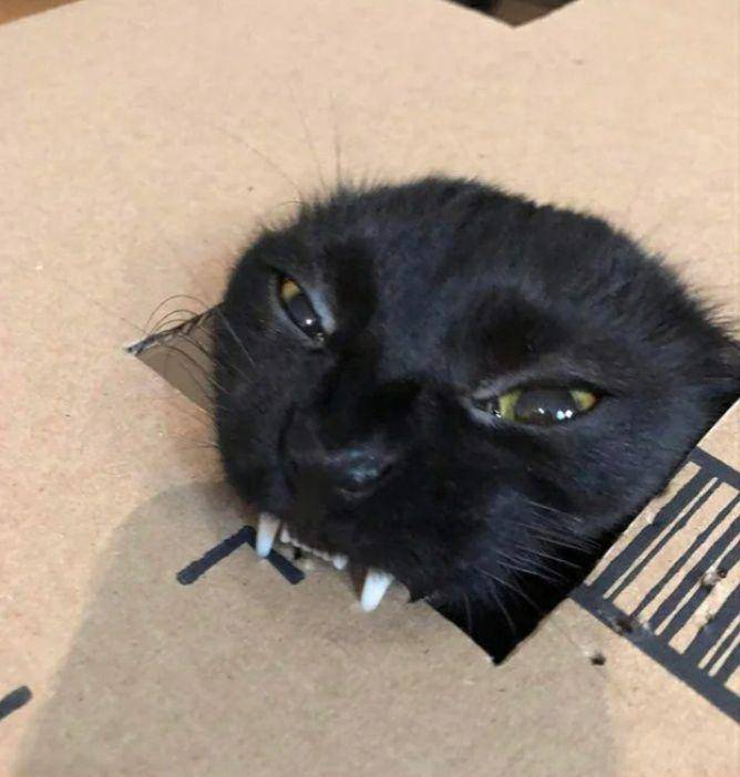 potret kepala kucing nongol di kardus (reddit.com/lukasshannon)