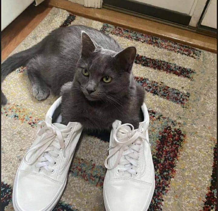 potret dua kaki kucing masuk sepatu hooman (reddit.com/owonekowo)