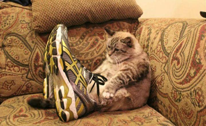 potret dua kaki kucing masuk sepatu hooman (reddit.com/catswithshoes)
