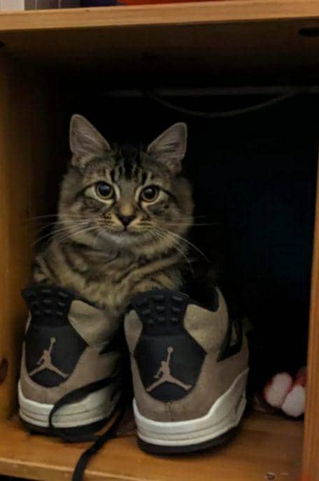 potret dua kaki kucing masuk sepatu hooman (reddit.com/Own-Archer-2456)