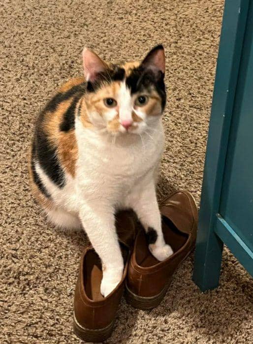 potret dua kaki kucing masuk sepatu hooman (reddit.com/coffeeetalk)