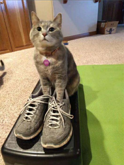 potret dua kaki kucing masuk sepatu hooman (reddit.com/lauriah)