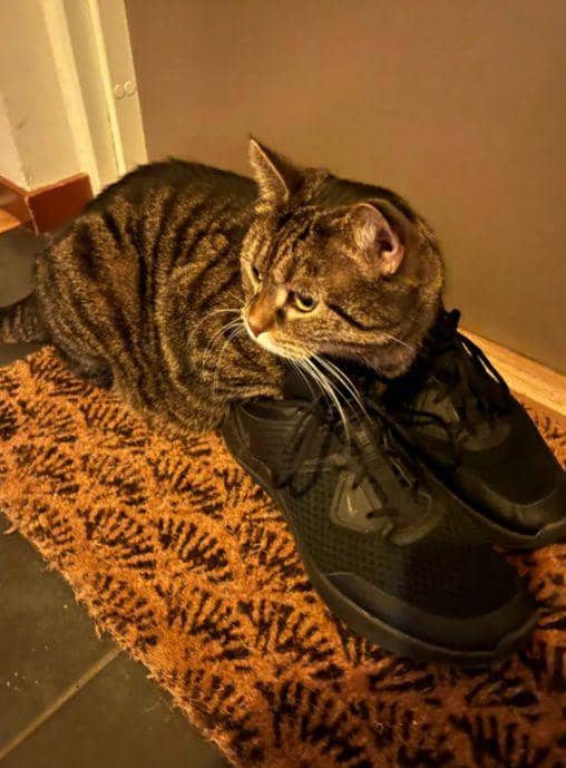 potret dua kaki kucing masuk sepatu hooman (reddit.com/rakosten)