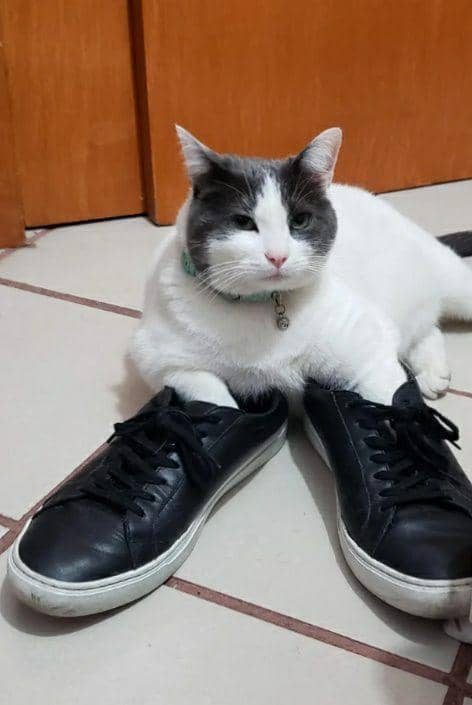 potret dua kaki kucing masuk sepatu hooman (reddit.com/Wiixar)