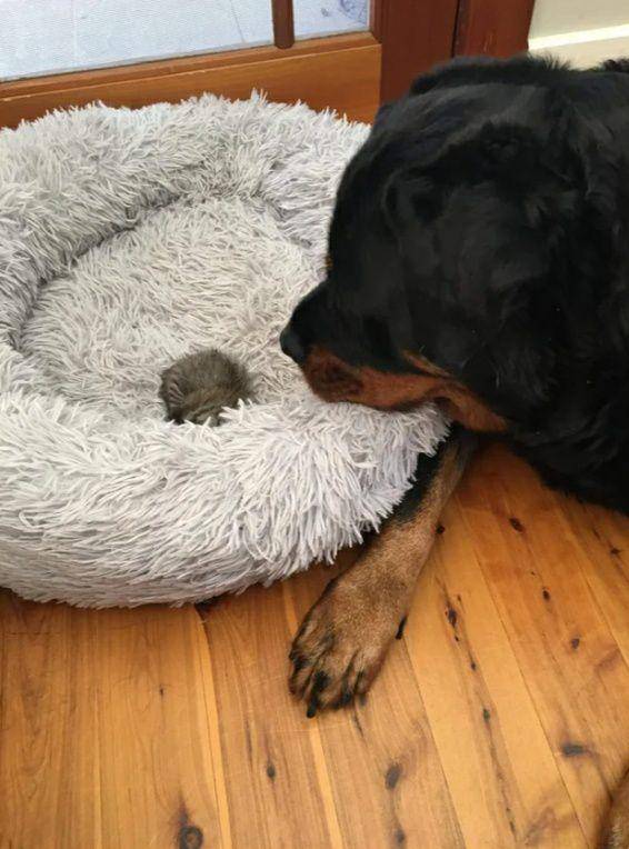 potret anjing mengasuh anak kucing (reddit.com/64_0)