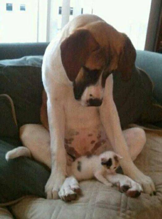 potret anjing mengasuh anak kucing (reddit.com/Wooden_Option_1203)