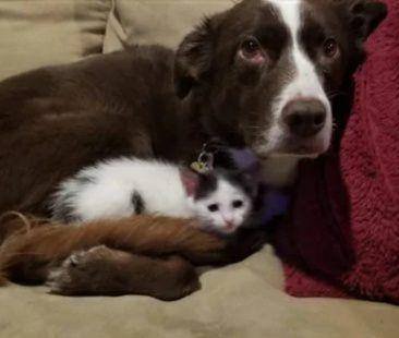 potret anjing mengasuh anak kucing (reddit.com/Eyebleach)