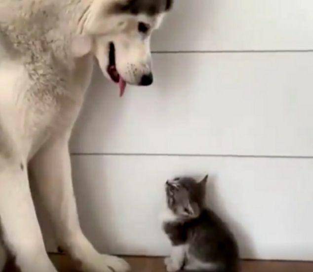 potret anjing mengasuh anak kucing (reddit.com/64_0)