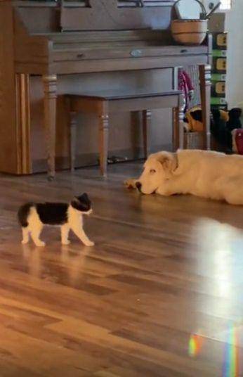 potret anjing mengasuh anak kucing (reddit.com/64_0)