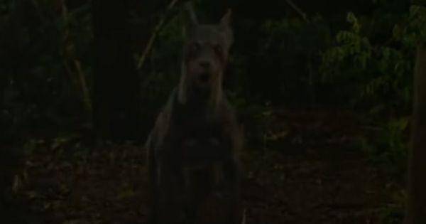 Mbah Buyut menjadi anjing ( Dok.  MD Pictures / KKN di Desa Penari )