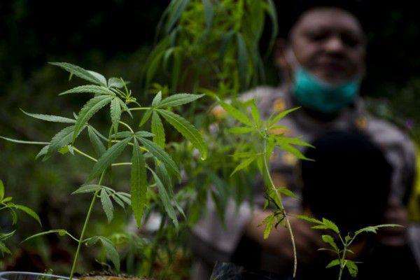 Latihan Militer, TNI di Tapsel Malah Temukan Ladang Ganja