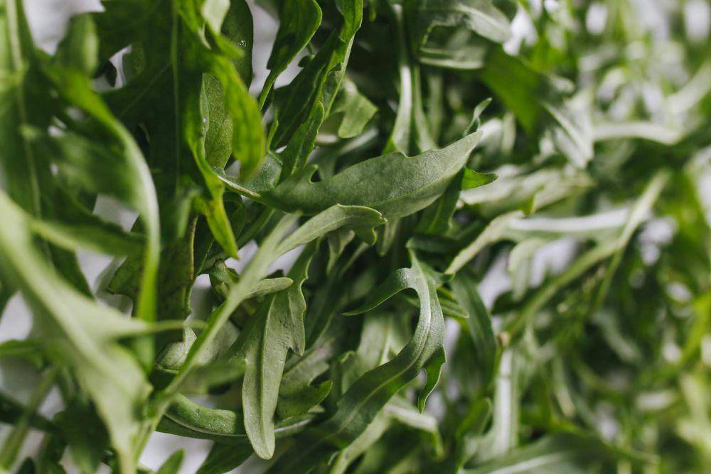 ilustrasi daun arugula (pexels.com/Polina Tankilevitch)